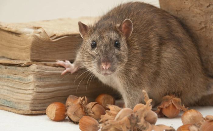 Những sự thật thú vị về trí thông minh của các loài động vật