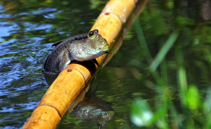 Những khả năng khó tin của các loài sinh vật dưới nước (Phần II)