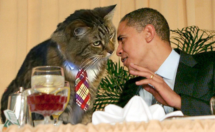 Những chú mèo đặc biệt có "nghề nghiệp" ổn định trên thế giới (Phần I)