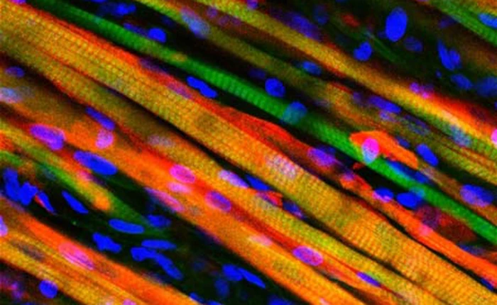 Các nhà khoa học phát minh cơ nhân tạo có khả năng tự liền