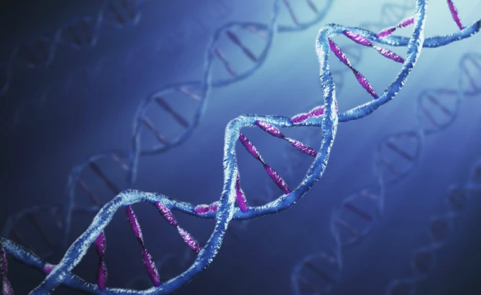 Phát hiện ra gen quy định trí thông minh phụ thuộc yếu tố di truyền