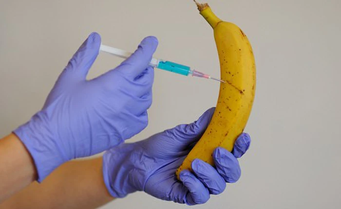 “Siêu chuối” biến đổi gen được thử nghiệm thành thức ăn của người Mỹ