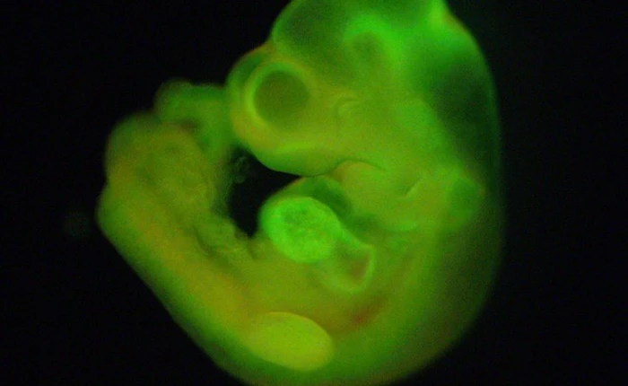 Phương pháp mới tạo ra tế bào gốc có khả năng chữa trị mọi loại bệnh ung thư