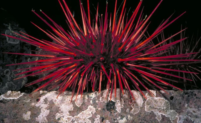 Những bí mật về động vật mới được giải mã (Phần I)