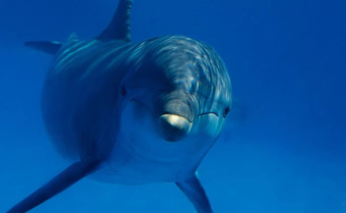 Khám phá những bí ẩn trong thế giới động vật (Phần II)