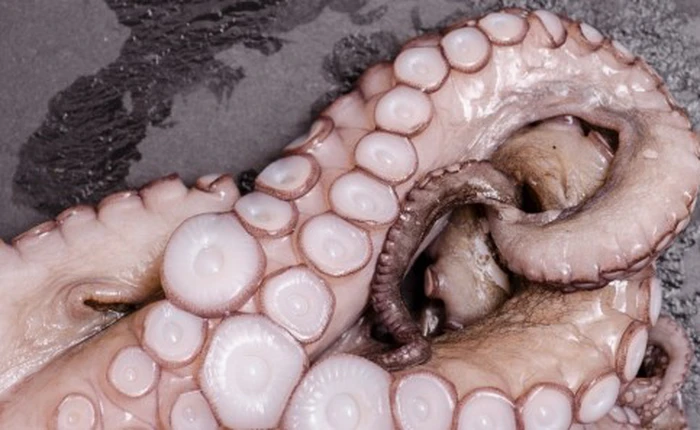 Giác hút trên xúc tu bạch tuộc có thể giúp cải tiến công nghệ của con người