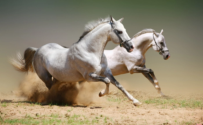 Năm Ngọ khám phá những điều thú vị về loài ngựa