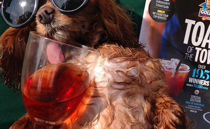 Top 10 ảnh "cún" được yêu thích nhất trên Instagram 2014