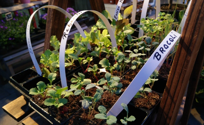 Những ảnh chụp 50 megapixel đầu tiên của OPPO Find 7