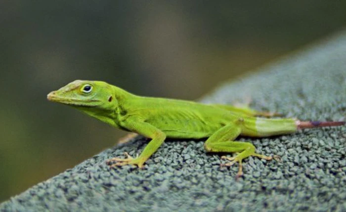 Con người sẽ sớm có khả năng tự tái tạo như... thằn lằn