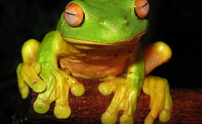 Những khả năng vô cùng đặc biệt của loài ếch (Phần II)