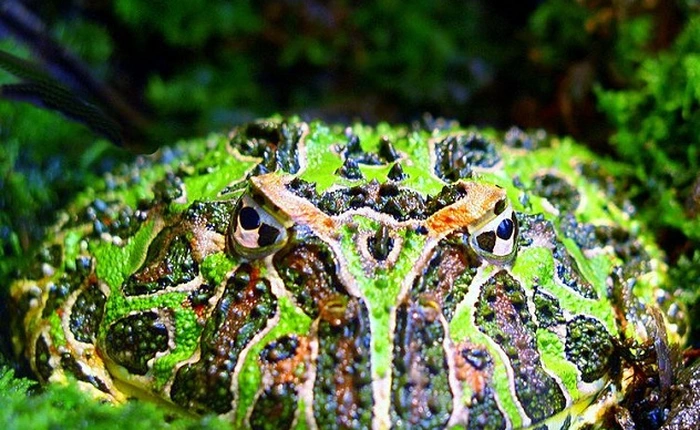 Những khả năng đặc biệt của loài ếch (Phần I)