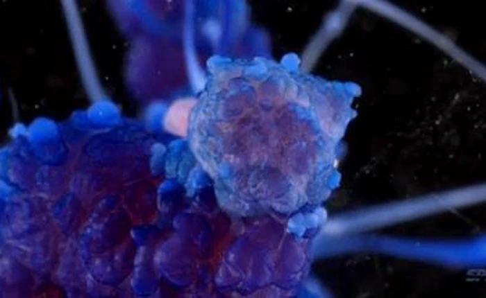 Lạ mắt với hình ảnh phản ứng hóa học qua kính hiển vi