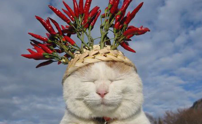 Những chú mèo kiếm ra tiền nhờ nghề nghiệp đặc biệt (Phần cuối)