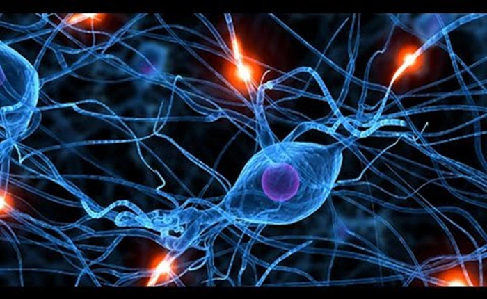 Não nhân tạo - cánh cửa để mở ra sự trường sinh