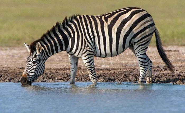 Giải mã nguyên nhân ngựa vằn có sọc trên thân