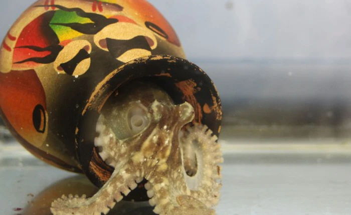 Các nhà khoa học nghĩ rằng bạch tuộc là “người ngoài hành tinh”