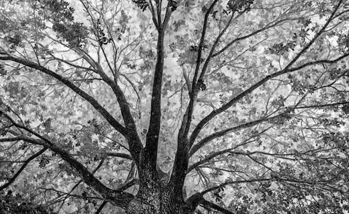 Những bức ảnh đảo lộn định nghĩa ánh sáng và bóng tối