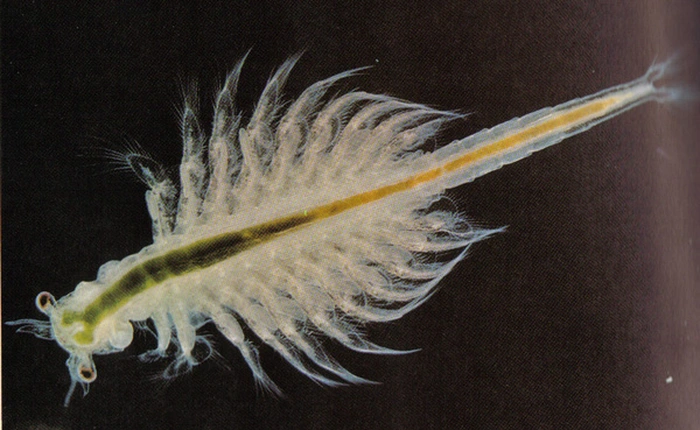 Cận cảnh loài sinh vật sống "vạn năm" vẫn nhăn nhở