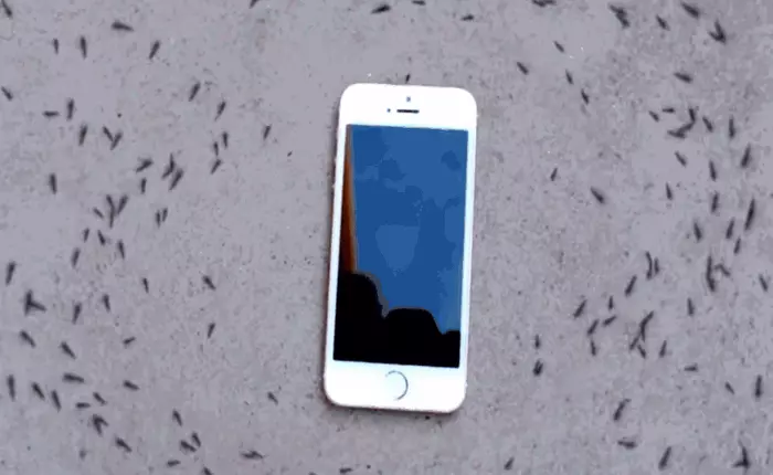 Phản ứng kỳ lạ của đàn kiến khi chiếc iPhone đổ chuông