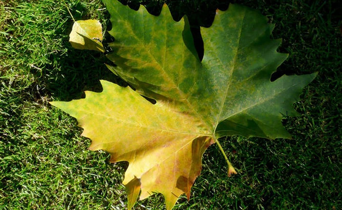 Vì sao lá cây lại chuyển màu vàng mỗi khi màu thu đến?