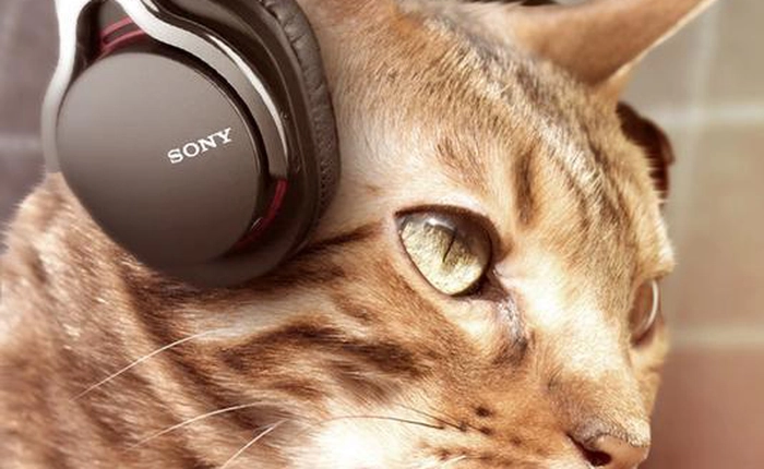 Chùm ảnh vui: Khi chó mèo nhà bạn cũng biết dùng đồ công nghệ