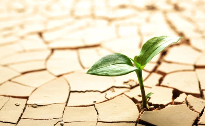 Đất sét có thể là khởi nguồn của sự sống