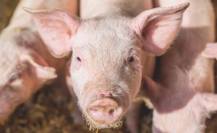 Cấy ghép nội tạng lợn cho người sẽ không còn là viễn tưởng