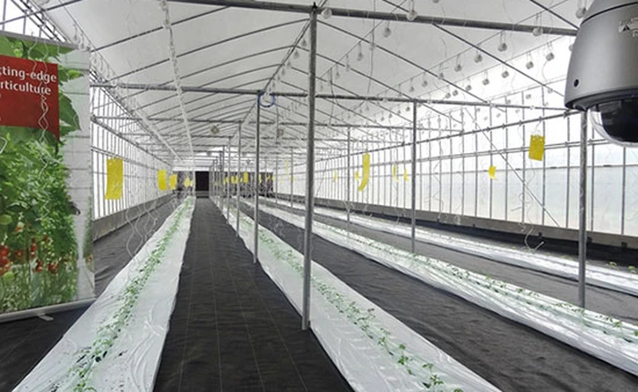 FPT và Fujitsu xây dựng nhà máy rau tại Hà Nội