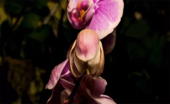 Video: Khoảnh khắc những đóa hoa bung cánh tuyệt đẹp