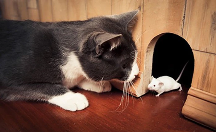 Lý giải vì sao mèo thích tha "chiến lợi phẩm" về nhà