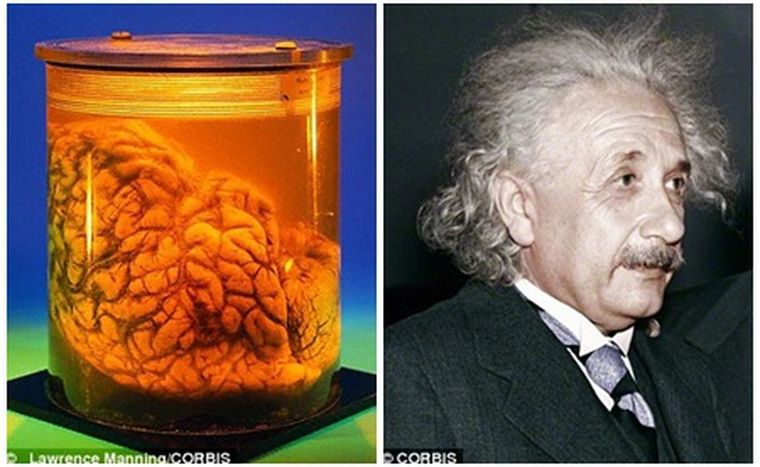 Khoa học chứng minh câu nói "to đầu mà dại" là không chính xác