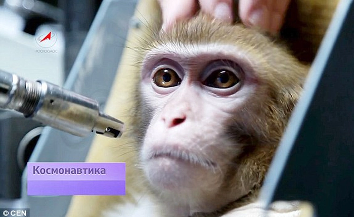 Chuẩn bị "xuất chuồng" những chú khỉ thám hiểm sao Hỏa đầu tiên