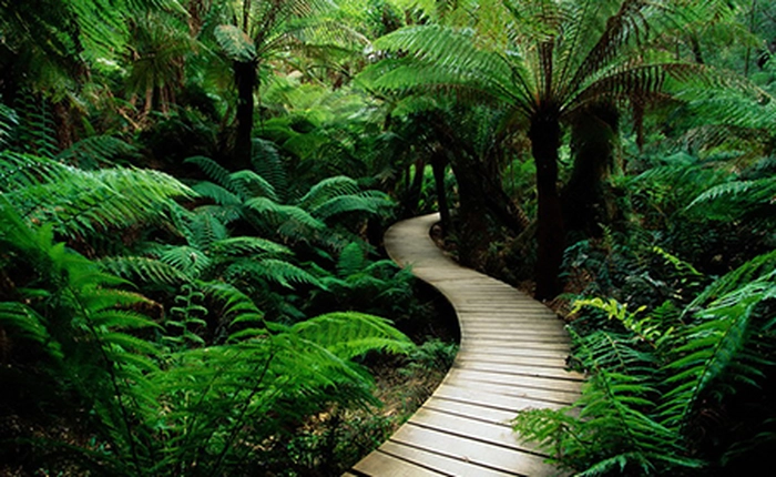 Có tin được không: Quá nửa cây cối trên Trái đất đang bị đặt tên sai