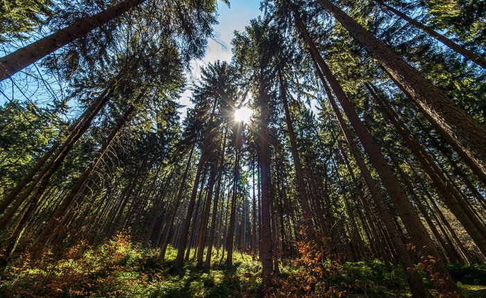 Con người đã hủy hoại một nửa số cây xanh trên trái đất