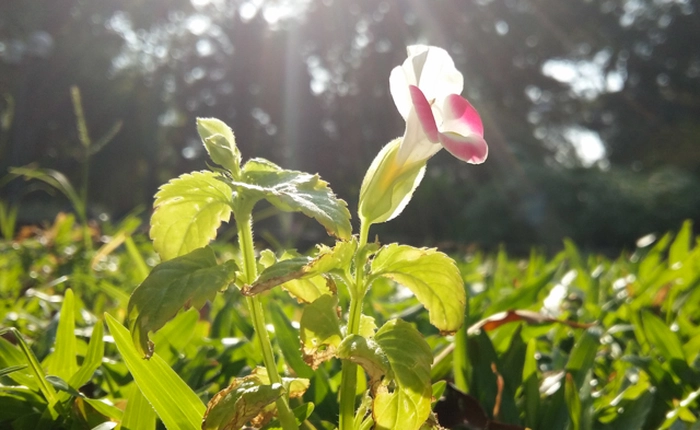 Trải nghiệm khả năng chụp ảnh trên Samsung Galaxy A7