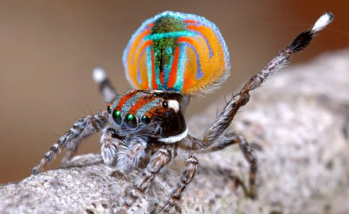 Vì sao một số người trong chúng ta lại sợ nhện?