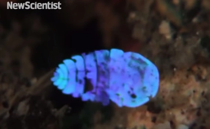 Loài sapphire biển có thể tàng hình trong nháy mắt