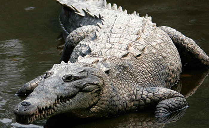 Cá sấu bay khỏi mặt nước theo phong cách "Vượt vũ môn"