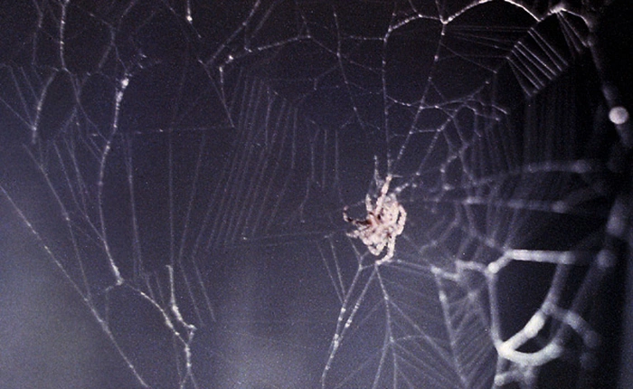 Nhện cũng có thể giăng tơ trong vũ trụ