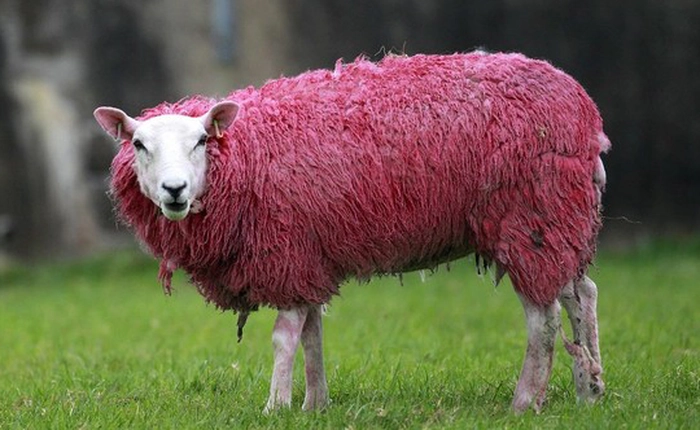 Xuất hiện trào lưu tìm ảnh động vật màu hường như iPhone 6s