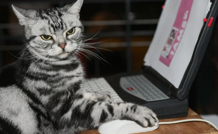 Tôi mở một lúc tới 227 tab trên trình duyệt mà chẳng làm sao cả, đây là bí quyết