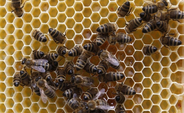 Boeing 747 hạ cánh khẩn cấp vì bị tấn công bởi... ong