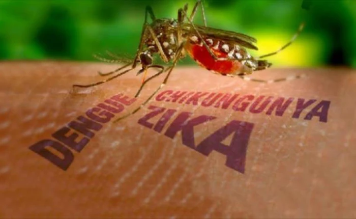 Virus Zika đang gây xôn xao dư luận vì khả năng làm teo não trẻ nhỏ có nguồn gốc từ đâu?