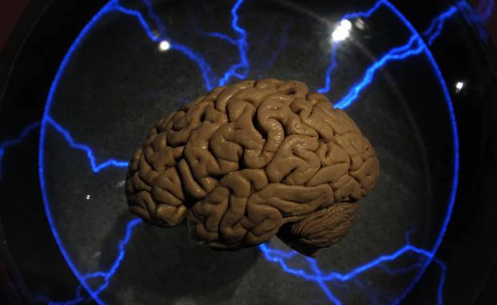 Đã tạo ra não người nhân tạo giống 99% não thật