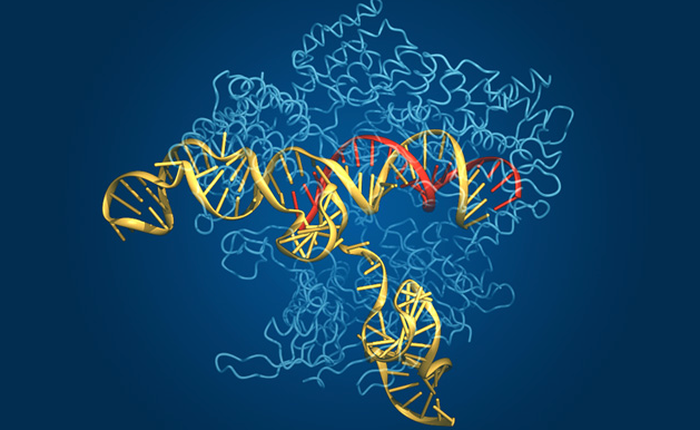 Startup được Bill Gates đầu tư sẽ chữa bệnh bằng chỉnh sửa gen vào năm 2017