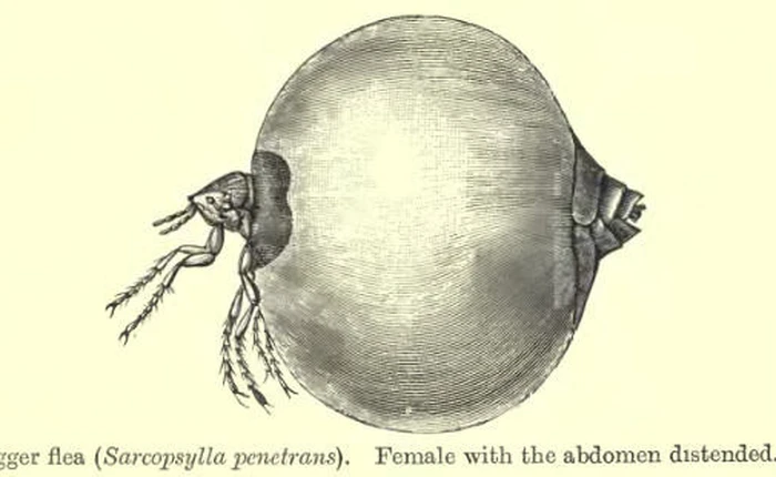 Jigger - loài bọ cả đời bạn không muốn chạm trán