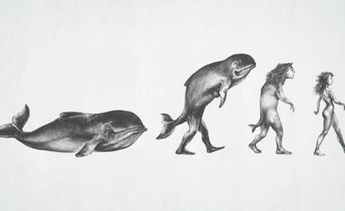 Chân, tay người được tiến hóa từ vây cá cổ đại