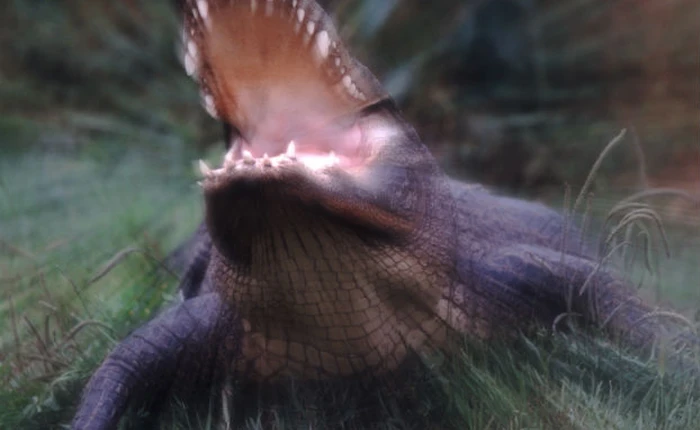 Bạn có thể chạy thoát khỏi cá sấu bằng cách chạy zíc zắc?