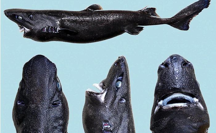 Phát hiện ra loài cá mập có thể phát sáng trong bóng tối